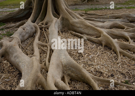 Roots of Fairchild's Fig (Ficus subcordata) close-up, Philippines Stock Photo