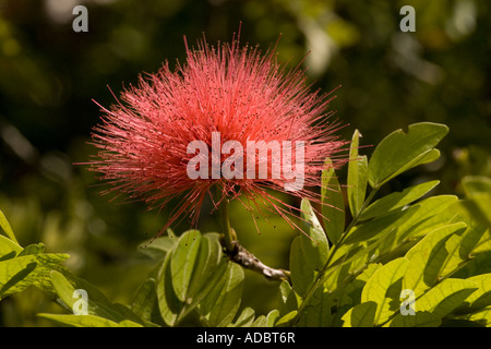Red powder puff in flower Native to Bolivia but widely planted in warmer areas Calliandra haematocephala Stock Photo