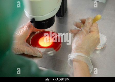 Embryologist placing embryo on a culture dish during Vitrification process at the fertility clinic in Sheba medical center, in Tel Hashomer, Israel Stock Photo