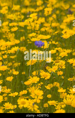 Odd one out? One blue cornflower amongst a mass of Corn Marigolds Stock Photo