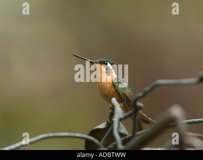 Female Purple-throated Mountaingem (Lampornis calolaemus) perched on a branch, close-up Stock Photo