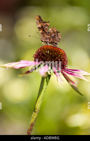 Echinacea Purpurea and Comma Butterfly Stock Photo