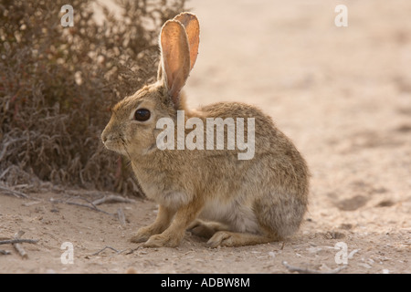 Brush rabbit Sylvilagus bachmani in dunes area on West coast of Baja California Mexico Stock Photo
