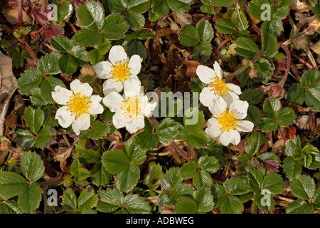 A wild strawberry from South America Fragaria chiloensis Stock Photo