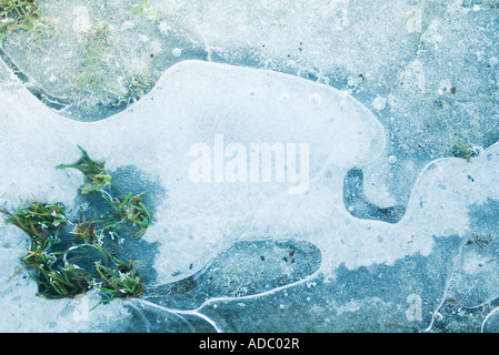 Grass emerging from ice Stock Photo