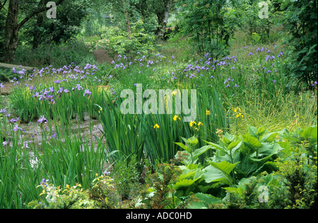 Bog Planting, Iris sibirica 'Papillon', The Wave Garden, Iris pseudacorus, Pensthorpe, Norfolk, designer Julie Toll woodland Stock Photo