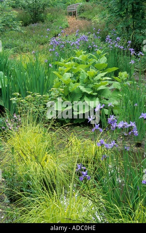 Bog Planting Iris sibirica Papillon The Wave Garden Pensthorpe designer Julie Toll bench Stock Photo