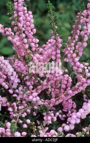 Calluna vulgaris 'Peter Sparkes', Heather, garden plant heathers callune callunas Stock Photo