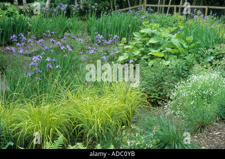 Iris sibirica Papillon bog garden The Wave Garden Pensthorpe designer Julie Toll woodland Stock Photo