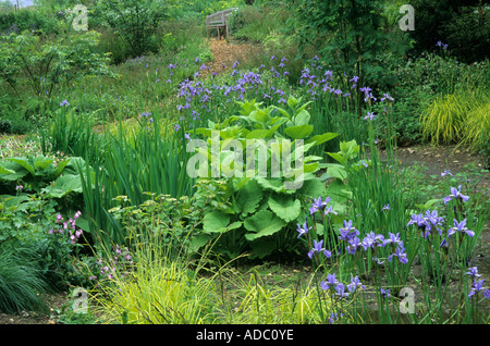 Iris sibirica Papillon bog planting The Wave Garden Pensthorpe Norfolk designer Julie Toll Stock Photo