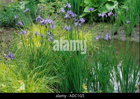 Iris sibirica 'Papillon', bog planting, 'The Wave Garden', Pensthorpe, Norfolk, design Julie Toll Stock Photo