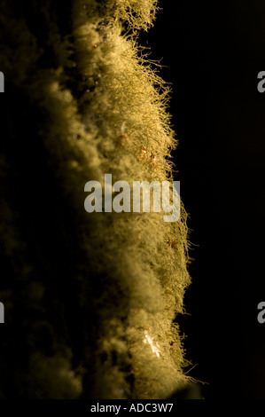 Old Man's Beard, Beard Lichen, or Treemoss, Usnea, Patagonia Stock Photo