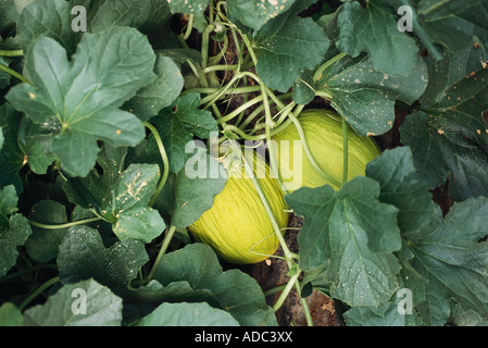 Melons growing in garden, close-up Stock Photo