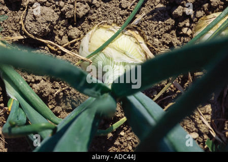 Onion growing in garden, high angle view