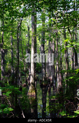 A Stand of Bald Cypress Trees in Swampland at First Landing State Park Virginia United States America Stock Photo