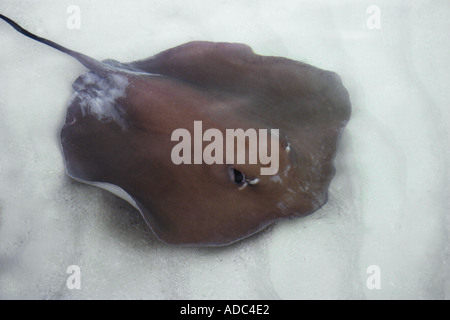 Stingray in shallow water in the Maldives Stock Photo