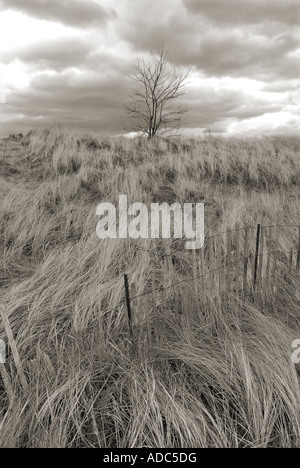 Landscape with sea grass tree and moody dark winter sky Stock Photo