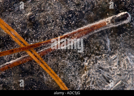 Red pine (Pinus resinosa) needles trapped in ice, Greater Sudbury, Ontario, Canada Stock Photo