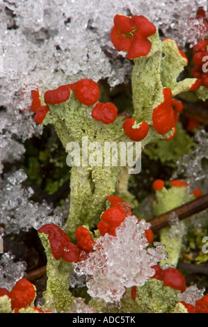 British soldier lichen (Cladonia cristatella) Colony with fruiting bodies and light snow, Greater Sudbury, Ontario, Canada Stock Photo