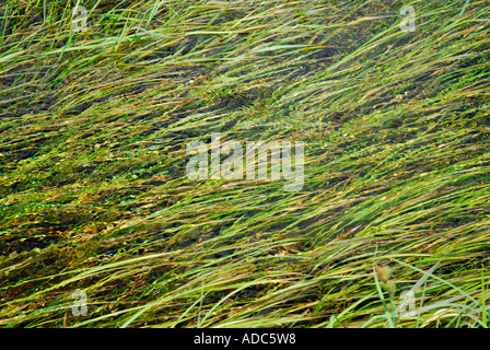 "Meadow flooded by overflowing stream" Stock Photo