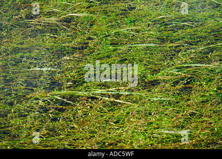 "Meadow flooded by overflowing stream" Stock Photo