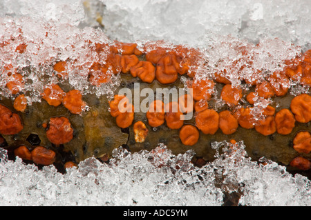 Coral spot fungus (Nectria cinnabarina) on aspen branch with wet snow, Greater Sudbury, Ontario, Canada Stock Photo