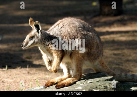 Kangaroo Taronga Zoo Sydney Australia Stock Photo