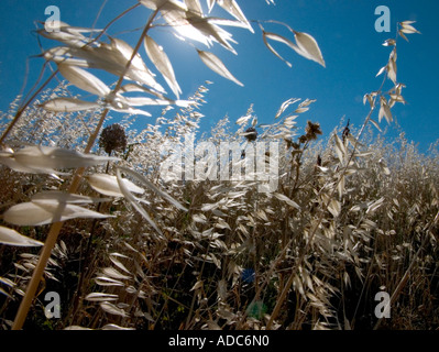 sunbleached tall grasses sway in the breeze in a wild field in southern france Stock Photo