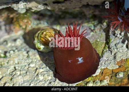 Actinia equina, beadlet anemone in a Cornish rockpool Stock Photo