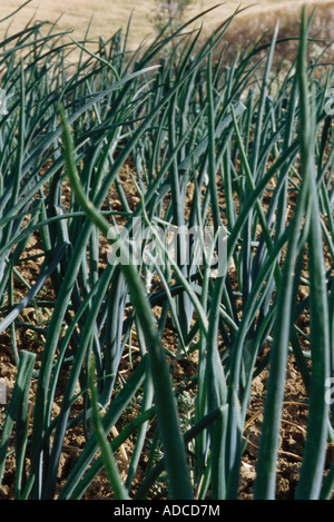 Onions growing in field, close-up