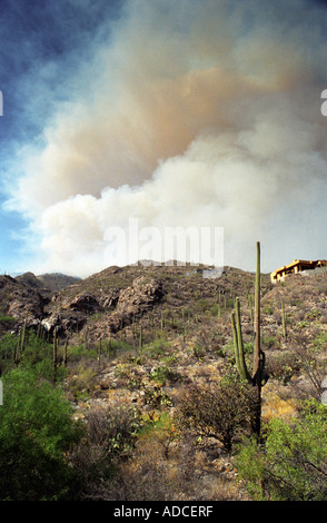 Wildfire at Sabino Canyon, Tucson AZ 2003 Stock Photo