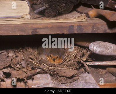 European Robin Erithacus rubecula Incubating eggs in nest on tool shed shelf S Stock Photo