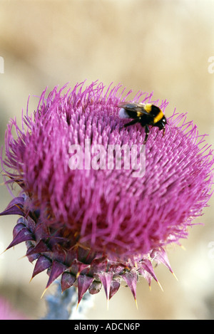 Bee on thistle Stock Photo
