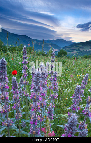 wild flowers growing in a field with Preci and the mountains of Monti Sibillini National Park beyond Umbria Italy NR Stock Photo