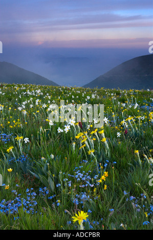 wild flowers growing at the Forca Canapine Monti Sibillini National Park Umbria Italy NR Stock Photo