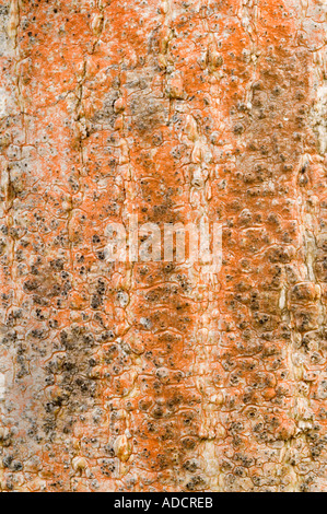 Lichen growing on tree trunk bark Hobbs Bay Galapaguera Reserve, Galapagos Islands, Ecuador,  South America Stock Photo