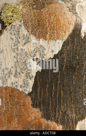 Lichen patterns on tree trunk bark Hobbs Bay Galapaguera Reserve, Galapagos Islands, Ecuador, Pacific Ocean Stock Photo