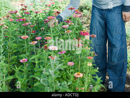 Man standing next to zinnias, waist down Stock Photo