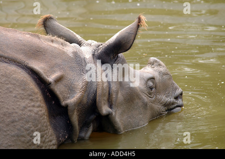 Greater Indian Rhinoceros Rhinoceros unicornis Stock Photo