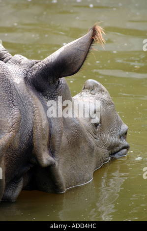 Greater Indian Rhinoceros Rhinoceros unicornis Stock Photo