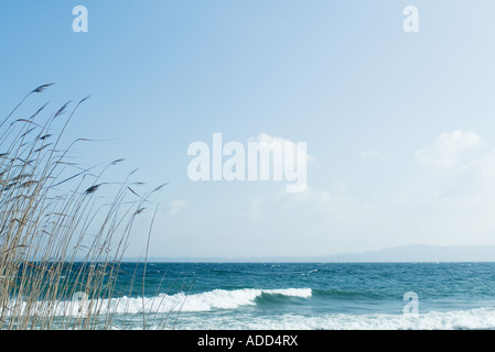 Beach with grasses growing in foreground Stock Photo