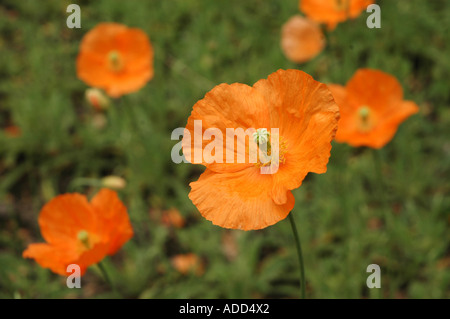 Atlas Poppy Papaver atlanticum also called Moroccan Poppy Stock Photo