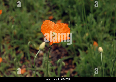 Atlas Poppy Papaver atlanticum also called Moroccan Poppy Stock Photo