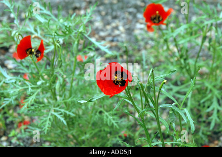 Spotted asian poppy Roemeria refracta also called Asian Corn Poppy Stock Photo