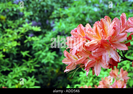rhododendron flower in garden Stock Photo