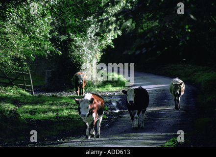 Cattle heading for home along country lane at Kestle near Helford River in Cornwall England UK Stock Photo