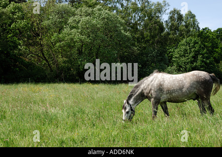 White horse in field Stock Photo