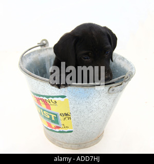 Black puppy inside a bucket Stock Photo