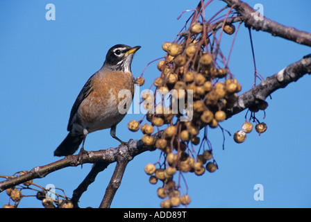 American Robin Turdus migratorius male eating berry from Chinaberry Tree  Lake Corpus Christi Texas USA March 2003 Stock Photo