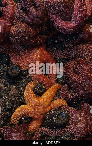 Low tide with starfish sea anemones sunset close up with patterns at Cape Sebastian southern Oregon USA Stock Photo